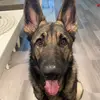 bruno.germanshepherd - @bruno.germanshepherd - TikTok