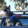 Brunotheshepherd - @brunothesheperd3 - TikTok
