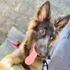 I am bruno🐶❤️ - @bruno__the__shepherd - TikTok
