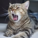 𝐁𝐫𝐮𝐧𝐨 🐈 - @bruno_shorthair - Instagram