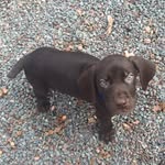 Bruno Shorthair - @brunoshorthair - Instagram