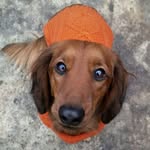 bruno.shortfoot 🐾 - @bruno.shortfoot - Instagram