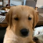 BRUNO SIMS | GOLDEN RETRIEVER - @bruno.roof - Instagram
