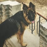 Bruno (8 Month) - @bruno_singh - Instagram