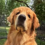 Bruno & Coco Singh - @the.goldentails - Instagram