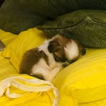 Bruno and Bubbles Singh - @singh.doggos - Instagram