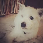 Bruno - @bruno._.singh - Instagram