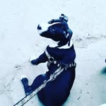 BRUNO - @bruno__singh - Instagram
