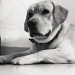 Bruno Singh - @friendly.bruno_ - Instagram