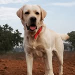 Bruno Singh - @brunoo_thegoodboi - Instagram