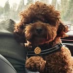 Bruno Singh Arneja - @brewingbruno - Instagram