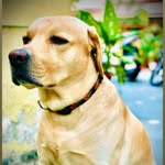 Bruno Singh Rajput 🐶 - @iambrunosinghrajput - Instagram