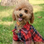 Примвет, я Бруно🍀 - @brunosmallpoodle_ - Instagram