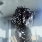 Bruno - @bruno.smalls.the.cavapoo - Instagram