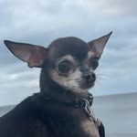 Bruno - @bruno_small_brown - Instagram