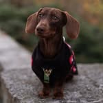 Bruno - @bruno_small_dachshund - Instagram