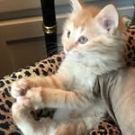 Bruno Smally - @brunosmally - Instagram