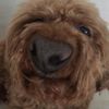 Bruno woof - @brunosmallbean - TikTok