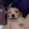0.2k! - @snowy..bruno - TikTok
