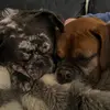 Snowy and Bruno - @snowyandbruno - TikTok