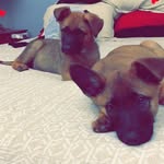 Bruno & Steeler - @bruno_steelers_world_ - Instagram