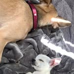 Bailey + bruno stevens - @bailey142019 - Instagram