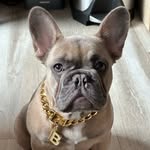 Bruno Stewart - @bruno_theeefrenchie - Instagram