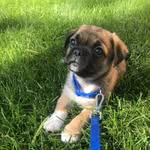 Bruno Stuart - @brunos_puglife - Instagram