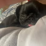 Bruno Stuart - @_bruno_the_pugg_ - Instagram