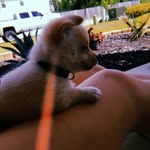Bruno🐾 - @bruno_taylor__ - Instagram