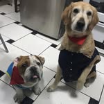 The_golden🐕and_bulldog🐶_primos - @el_duo_tempestad_max_bruno - Instagram