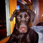 Bruno Thompson - @_bruno_thompson_ - Instagram
