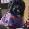 bruno. torres - @bruno327527 - TikTok