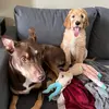 Bear & Tucks - @tuckerandbruno - TikTok