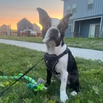 Bruno Tucker LeBeau - @brunothaboston - Instagram