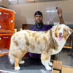 Bruno Valério 🐶✂ - @brunovalerio_groomer - Instagram