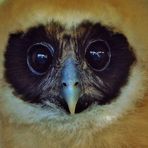 Bruno Valle - Fotografias da Natureza - Facebook