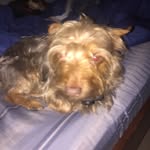 Bruno Wells - @bruno_the_fucking_dog - Instagram