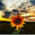 bryan ackerman - @kanekialf - Instagram