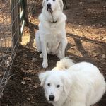 Bryan Babb - @bb4thedogs - Instagram