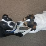 Bryan Bayles - @i_only_like_dogs - Instagram