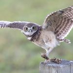 Bryan Benoit - @bryanbenoitnature - Instagram