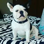 @bryan_bulldogfrances 🐕🐾 - @bryan_bulldogfrances - Instagram
