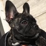 Bryan King🐾 - @bryan_bulldog - Instagram