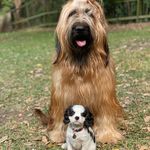 Brian Calvin & Marley - @brian.calvin.marley - Instagram