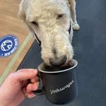 Bryan Cameron - @bryanvwhalifax - Instagram