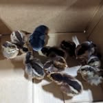 Bryan Christensen - @thechickendadbyc - Instagram