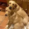 Brian Cowley - @shadowlabrador2 - TikTok