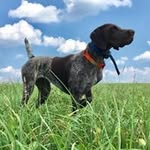 Brian Dietz - @dogdayzkennels - Instagram