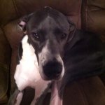 Bryan Dixon - @bryandixon444 - Instagram